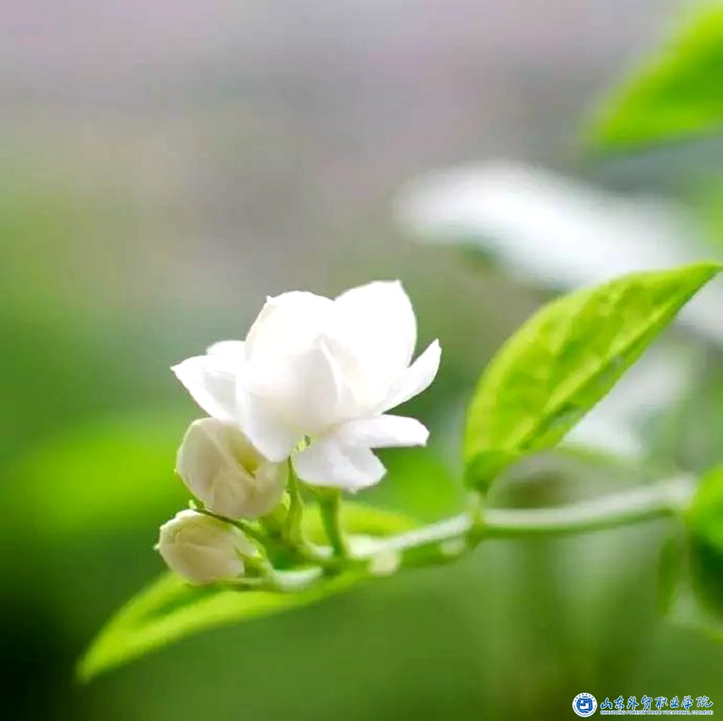 暗香1——呂思齊.jpg